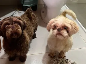 Cachorro raça Shitzu idade 1 ano nome Sem nome