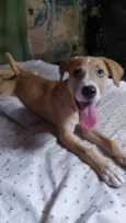Cachorro raça SRD-ViraLata idade 2 a 6 meses nome Meg