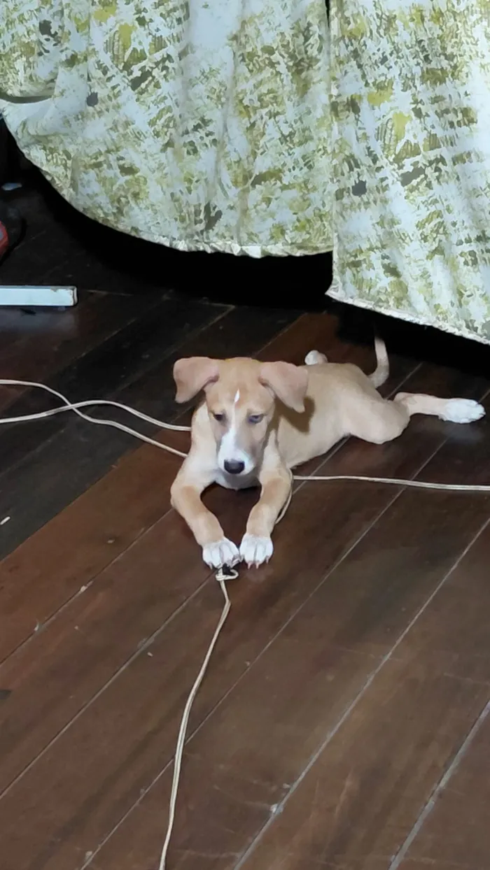 Cachorro raça SRD-ViraLata idade 2 a 6 meses nome Meg