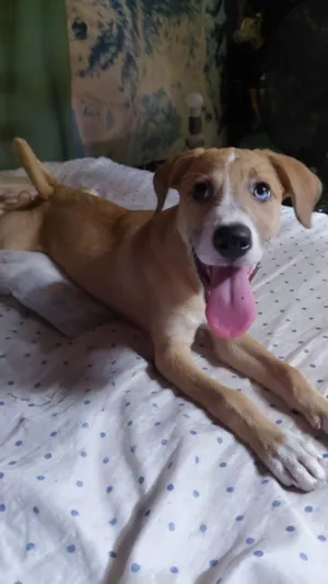 Cachorro raça SRD-ViraLata idade 2 a 6 meses nome Meg