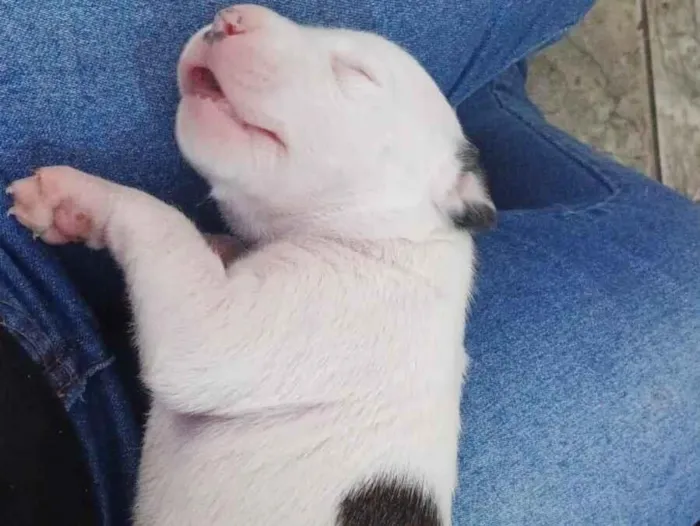 Cachorro raça SRD-ViraLata idade Abaixo de 2 meses nome filhotinha 