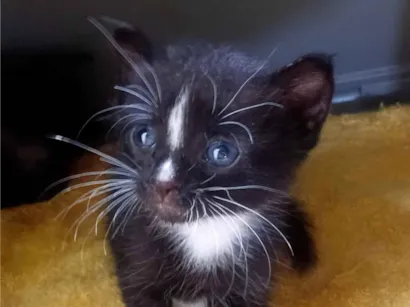 Gato raça SRD-ViraLata idade Abaixo de 2 meses nome Estrela