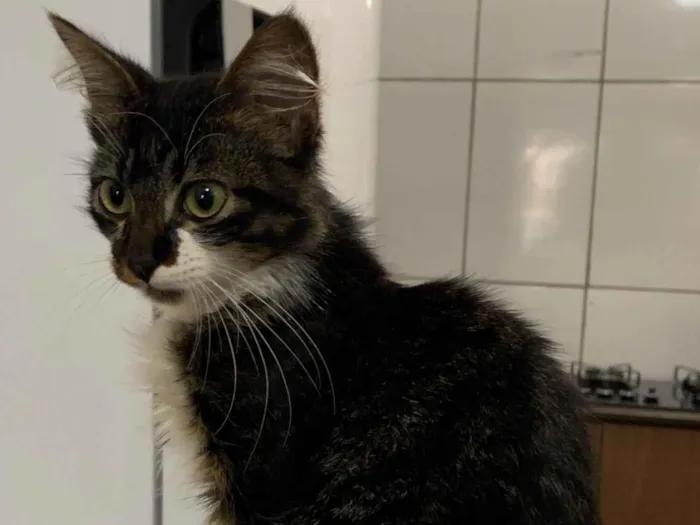 Gato raça SRD-ViraLata idade 2 a 6 meses nome Ainda sem nome 