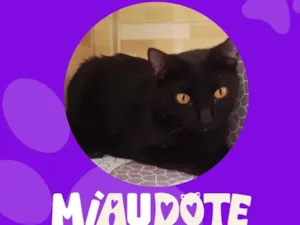 Gato raça SRD-ViraLata idade 1 ano nome Bruce