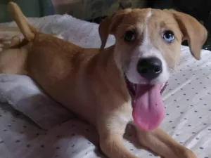 Cachorro raça SRD-ViraLata idade 2 a 6 meses nome Meg