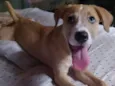 Cachorro raça SRD-ViraLata idade 2 a 6 meses nome Meg