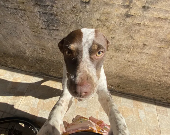 Cachorro raça SRD-ViraLata idade 3 anos nome Maia