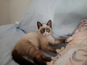 Gato raça SRD-ViraLata idade 2 a 6 meses nome Mel