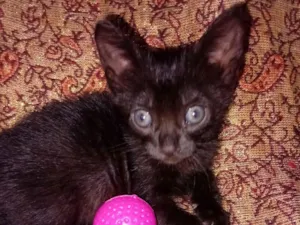 Gato raça SRD-ViraLata idade Abaixo de 2 meses nome Lua