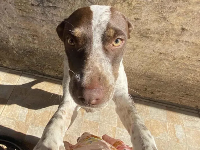 Cachorro raça SRD-ViraLata idade 3 anos nome Maia