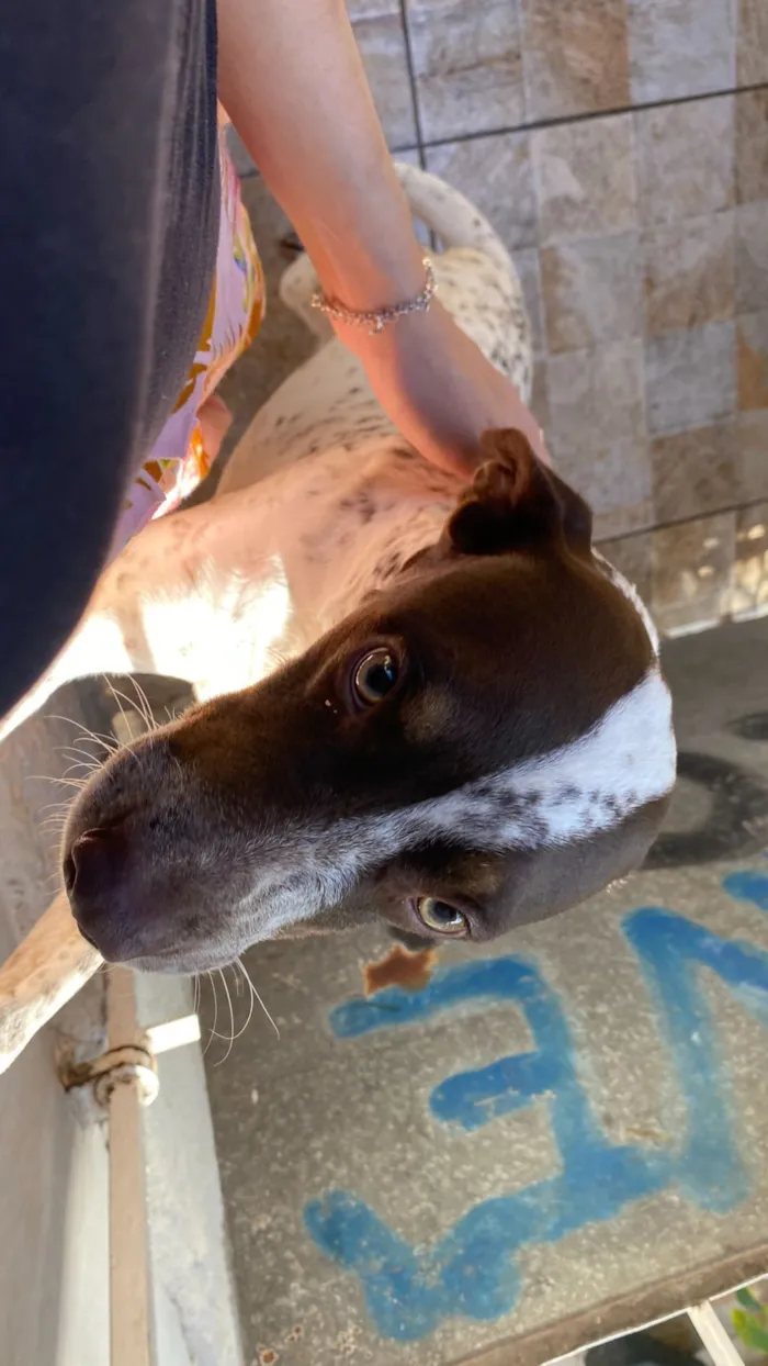 Gato raça SRD-ViraLata idade 3 anos nome Maia