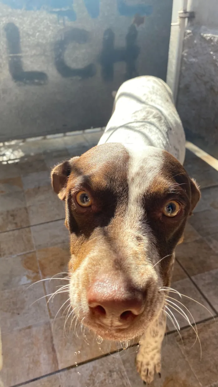 Gato raça SRD-ViraLata idade 3 anos nome Maia