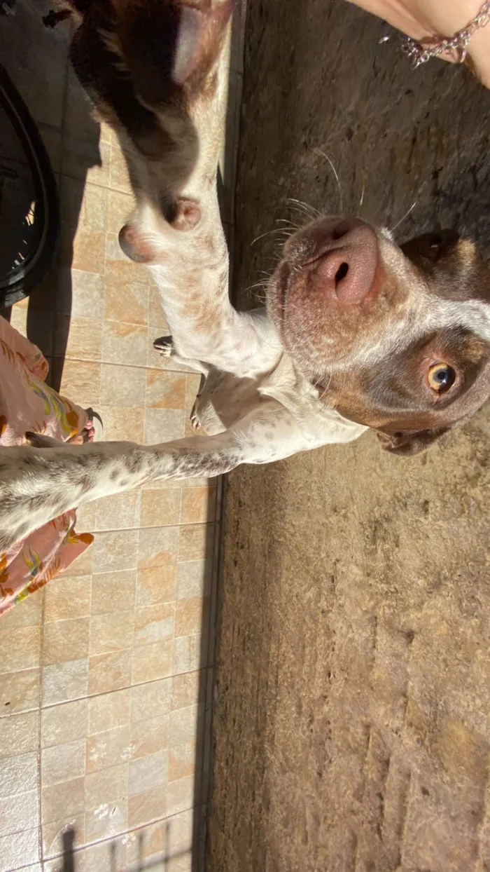 Gato raça SRD-ViraLata idade 3 anos nome Maia