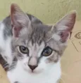 Gato raça SRD-ViraLata idade 2 a 6 meses nome Fred 