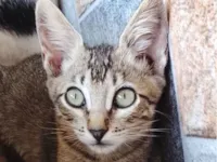 Gato raça SRD-ViraLata idade 2 a 6 meses nome Júnior 