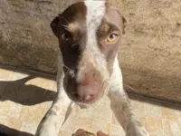 Gato raça SRD-ViraLata idade 3 anos nome Maia