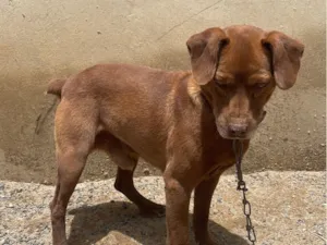 Cachorro raça SRD-ViraLata idade 5 anos nome Tob