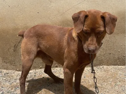 Cachorro raça SRD-ViraLata idade 5 anos nome Tob