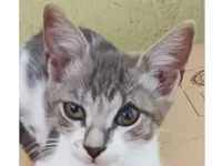Gato raça SRD-ViraLata idade 2 a 6 meses nome Fred 