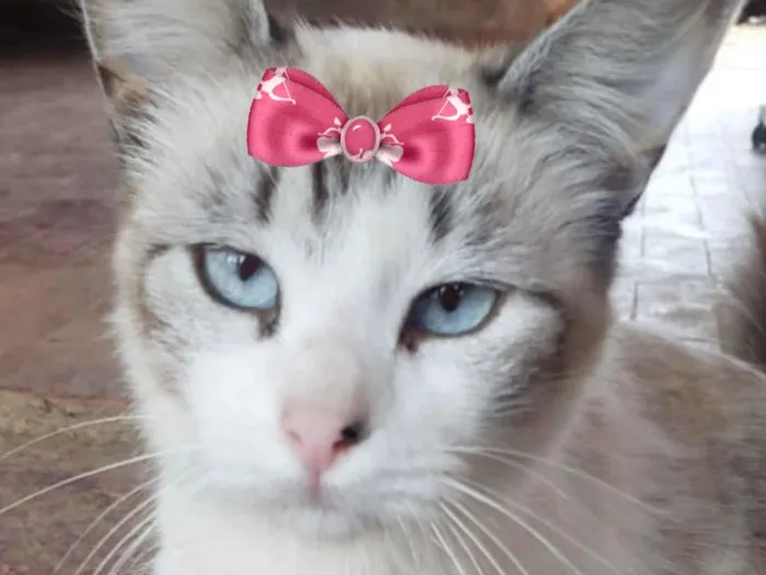 Gato raça SRD-ViraLata idade 7 a 11 meses nome Pérola 