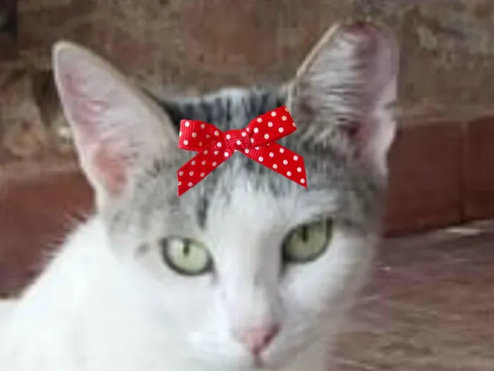 Gato raça SRD-ViraLata idade 2 a 6 meses nome Safira 