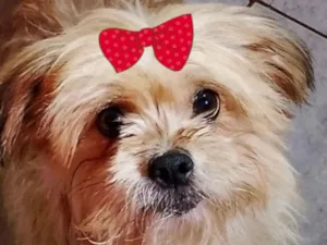 Cachorro raça Shitzu idade 2 anos nome Sofia 