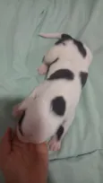 Cachorro raça SRD-ViraLata idade Abaixo de 2 meses nome Filhotinha 