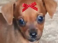 Cachorro raça Pinscher idade 2 a 6 meses nome Pitty 