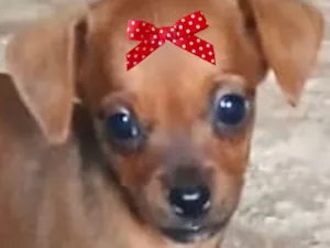 Cachorro raça Pinscher idade 2 a 6 meses nome Pitty 