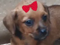 Cachorro raça Pinscher idade 2 a 6 meses nome Nina 