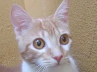 Gato raça SRD-ViraLata idade 7 a 11 meses nome Milo 