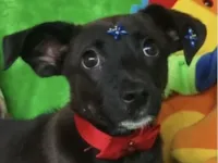 Cachorro raça SRD-ViraLata idade 2 a 6 meses nome Pretinha 