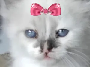 Gato raça SRD-ViraLata idade 2 a 6 meses nome Eloah 