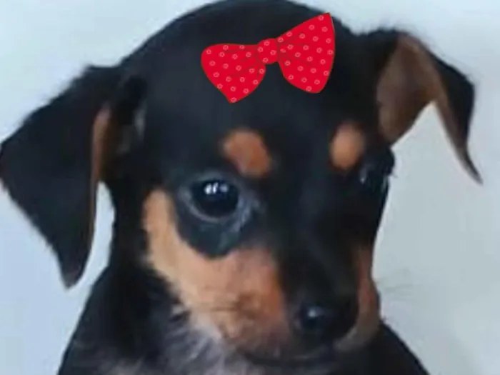 Cachorro raça Pinscher idade 2 a 6 meses nome Lili 