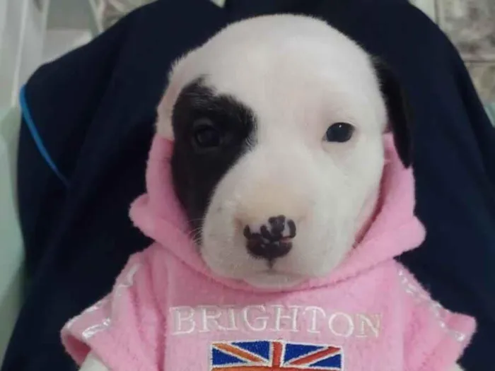 Cachorro raça SRD-ViraLata idade Abaixo de 2 meses nome Filhotinha 