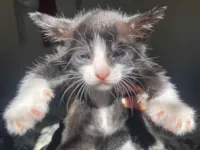 Gato raça SRD-ViraLata idade Abaixo de 2 meses nome Yung