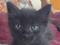 Gato raça SRD-ViraLata idade 2 a 6 meses nome Theo 