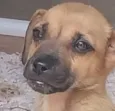 Cachorro raça SRD-ViraLata idade 2 a 6 meses nome Thor