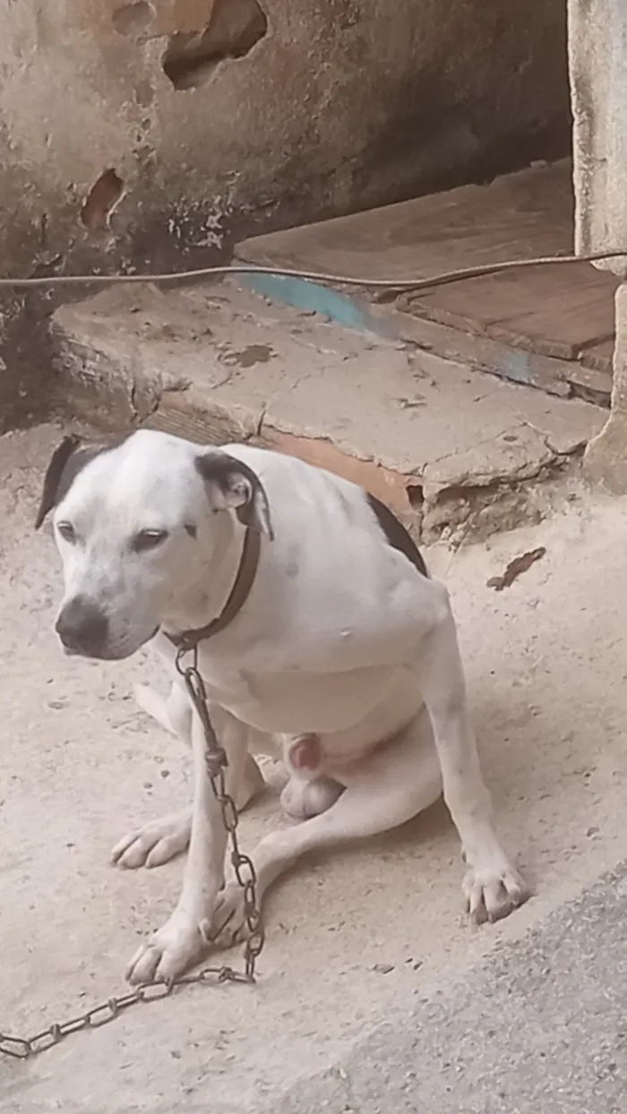 Cachorro raça SRD-ViraLata idade 4 anos nome  pingo Souza santos 
