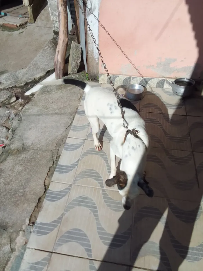 Cachorro raça SRD-ViraLata idade 4 anos nome  pingo Souza santos 