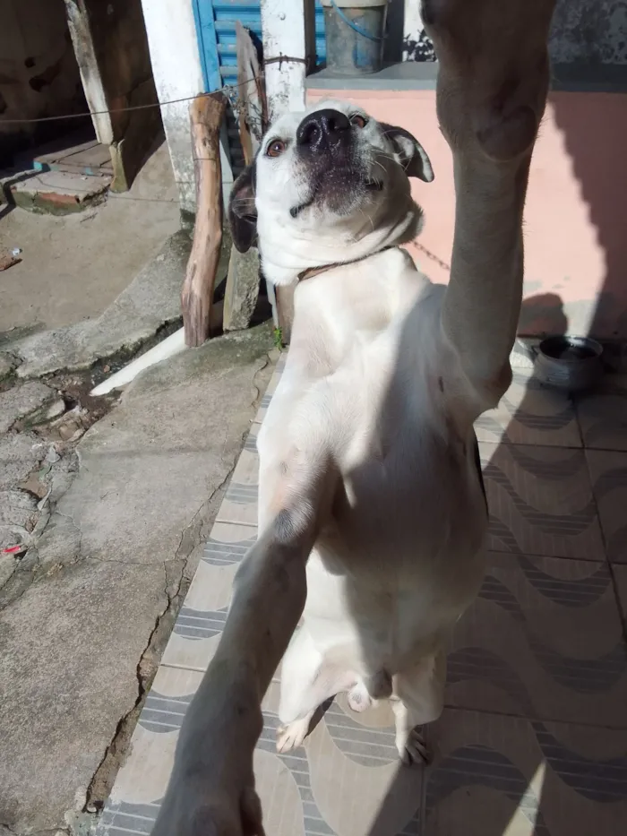 Cachorro raça SRD-ViraLata idade 4 anos nome  pingo Souza santos 