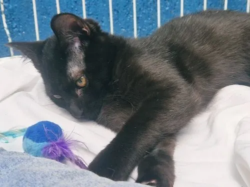 Gato raça SRD-ViraLata idade 2 a 6 meses nome ZÉ PRETINHO