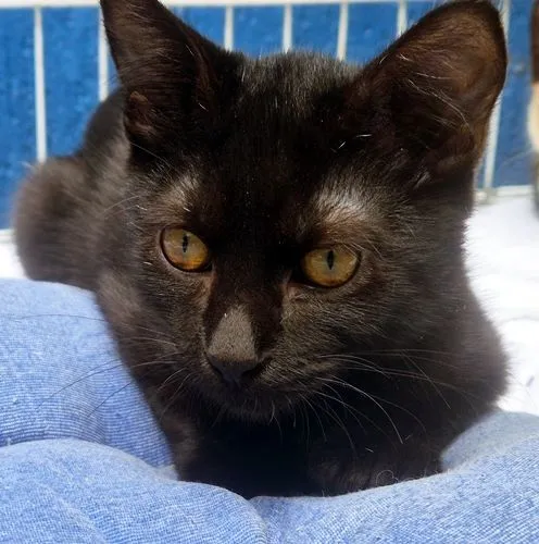 Gato raça SRD-ViraLata idade 2 a 6 meses nome ZÉ PRETINHO