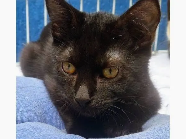 Gato raça SRD-ViraLata idade 2 a 6 meses nome ZÉ PRETINHO