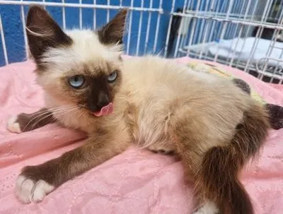 Gato raça SRD-ViraLata idade 2 a 6 meses nome DUILIO MIX