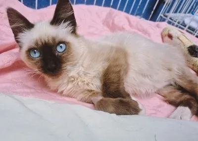 Gato raça SRD-ViraLata idade 2 a 6 meses nome DUILIO MIX