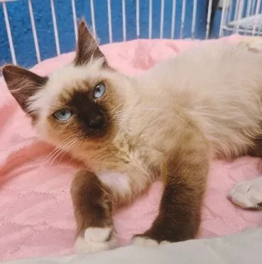 Gato raça SRD-ViraLata idade 2 a 6 meses nome DUILIO MIX