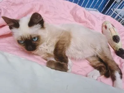 Gato raça SRD-ViraLata idade 2 a 6 meses nome DUILIO MIX