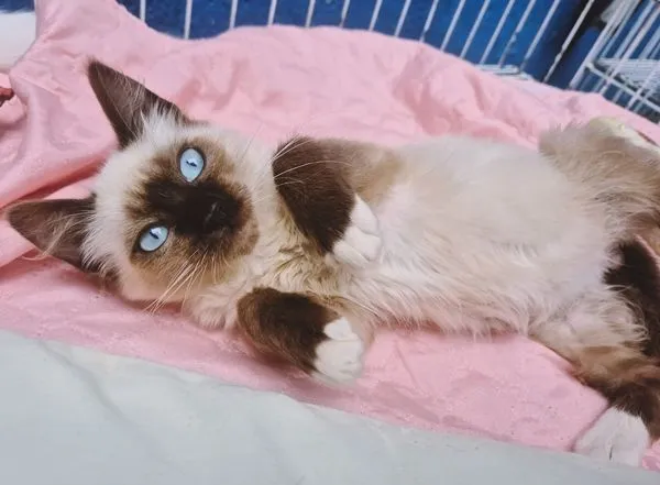 Gato raça SRD-ViraLata idade 2 a 6 meses nome DUILIO MIX