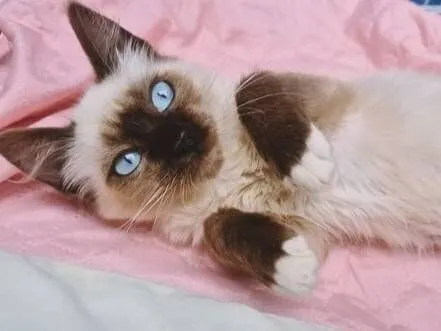 Gato raça SRD-ViraLata idade 2 a 6 meses nome DUILIO MIX